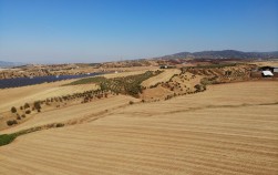 KEMALPAŞA HALİLBEYLİ TARIM HAYVANCILIK İHTİSAS ALANINDA SATILIK TARLA