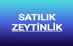 SATILIK ZEYTİNLİK 